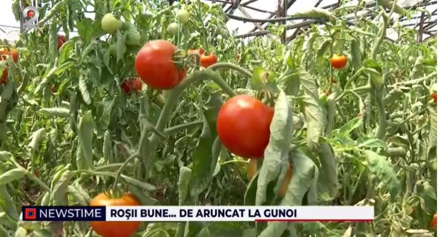 programul tomata, rosii, fermieri romani