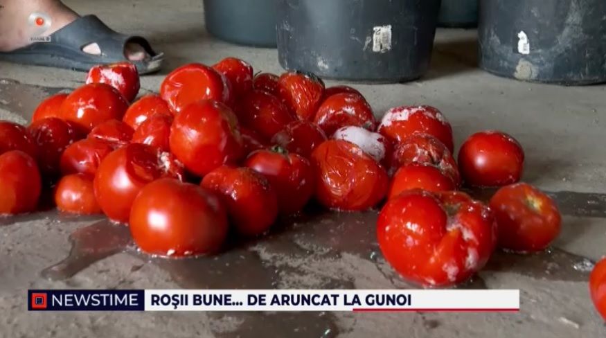 programul tomata, rosii, fermieri romani