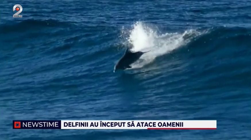 delfini agresivi, japonia, turisti atacati pe plaja