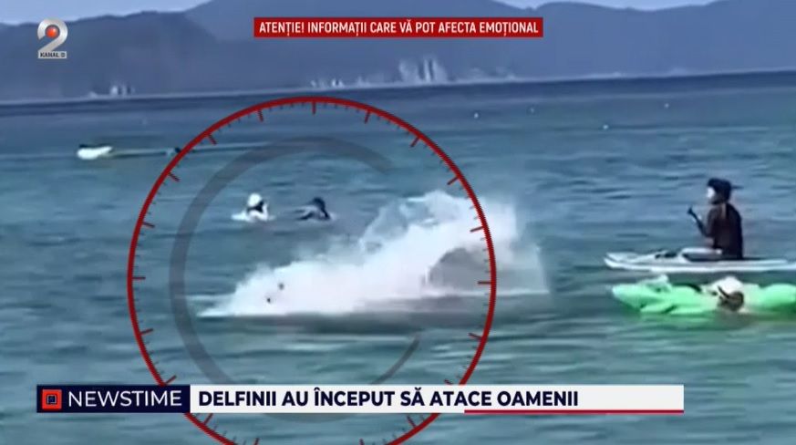 delfini agresivi, japonia, turisti atacati pe plaja