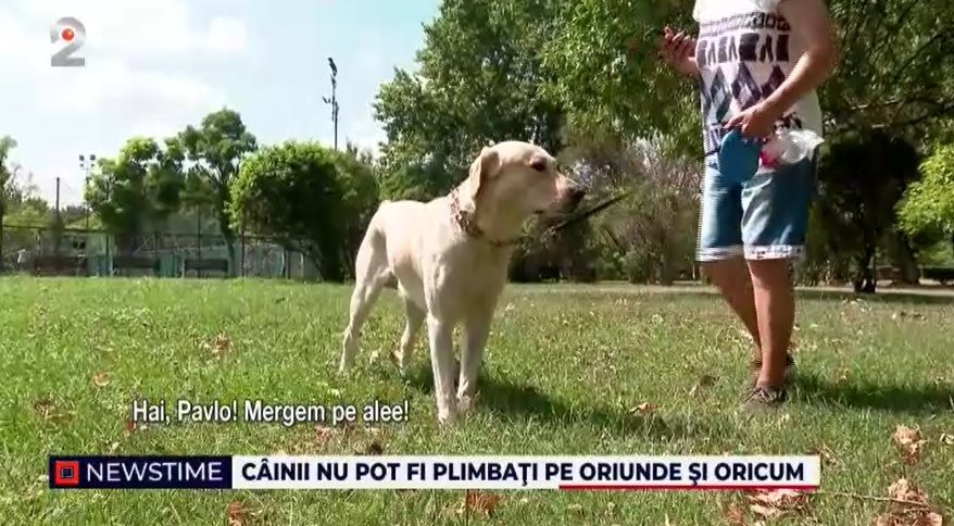 caine, bucuresti, caini plimbare