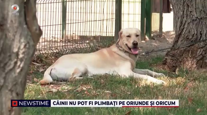 caine, bucuresti, caini plimbare