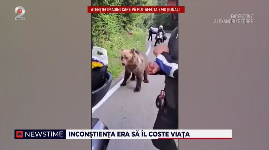 transfagarasan, amenda hrana animale, turist atacat, pui de urs