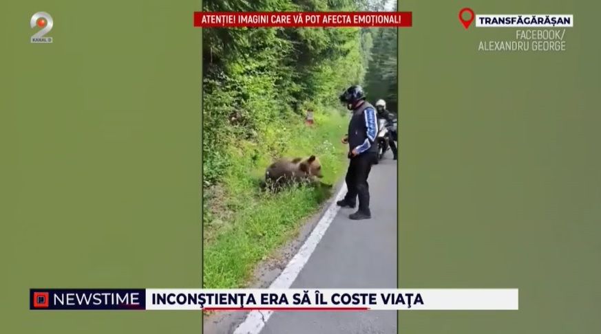 transfagarasan, amenda hrana animale, turist atacat, pui de urs