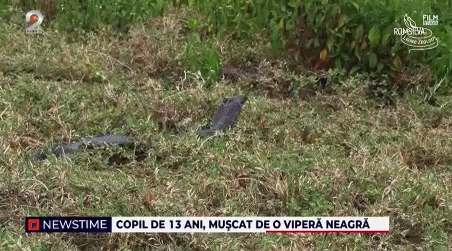 vipera, copil muscat de vipera, sarpe, suceava