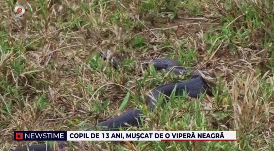 vipera, copil muscat de vipera, sarpe, suceava
