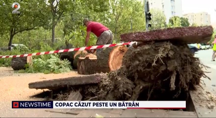 bucuresti, sectorul 3, copac cazut