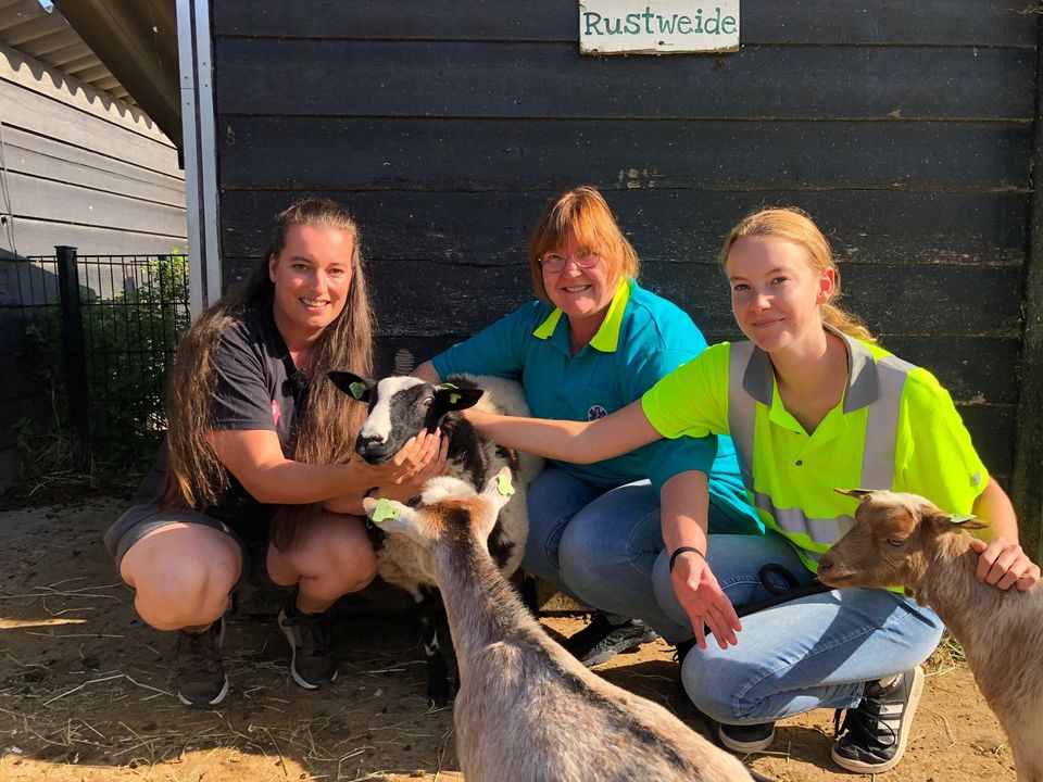 oaie furata roman olanda 