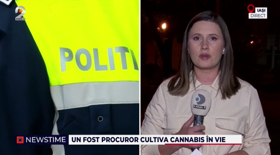 substante interzise, plantatie canabis, procuror 
