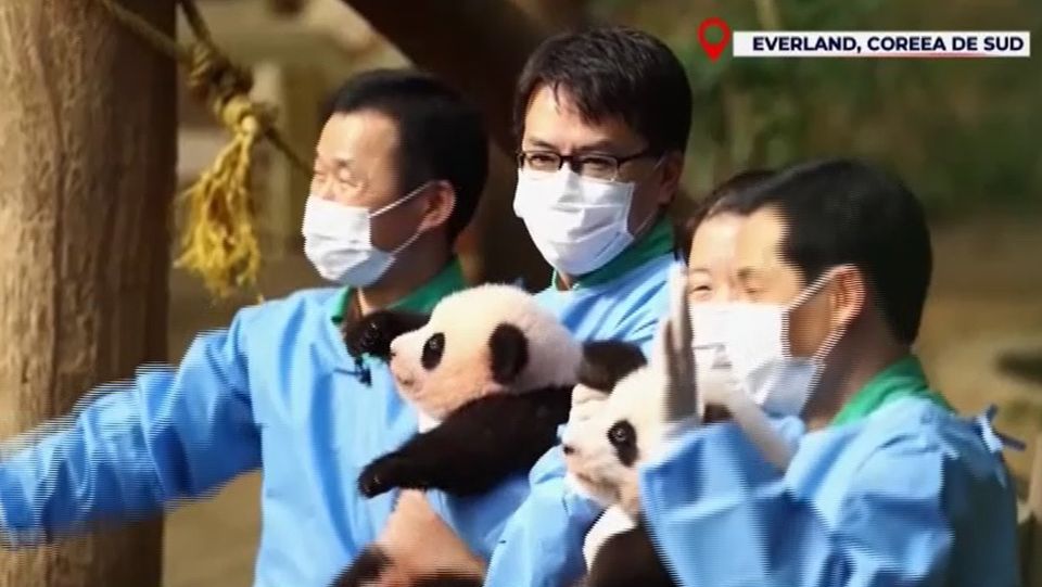 pui de urs, urs panda gigant, panda numar mondial 