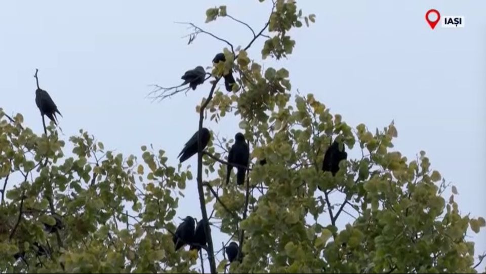 ciori, parcul copu iasi, ciori agasante, sistem anticiori