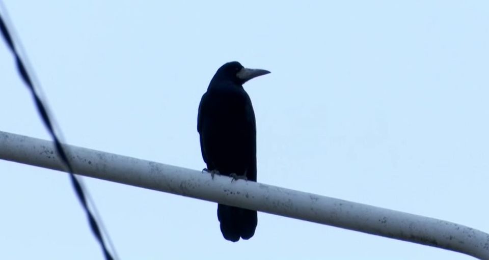 ciori, parcul copu iasi, ciori agasante, sistem anticiori 