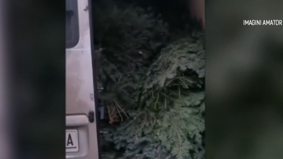 coronita craciun, brad de craciun, cetina brad furata, jandarmeria montana