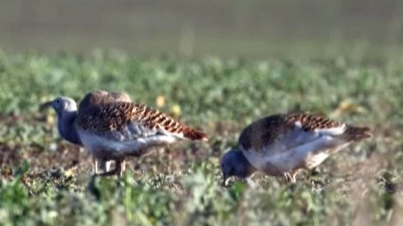 salonta, dropii romania, turisti dropii, ecologisti 