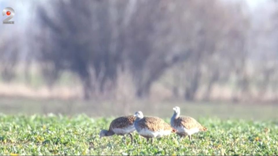salonta, dropii romania, turisti dropii, ecologisti 