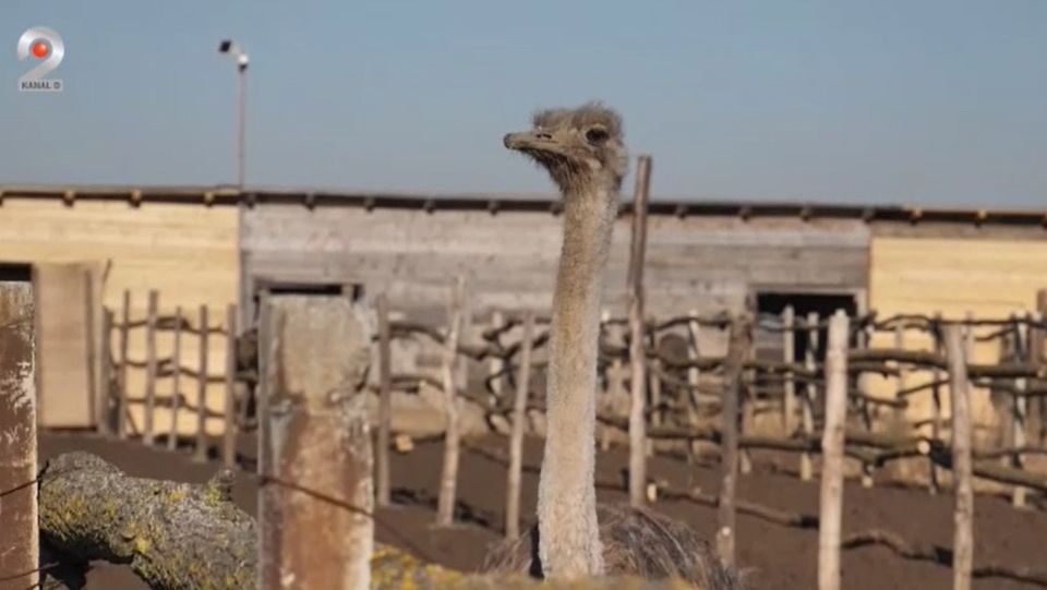 struti, ferma struti, fonduri europene, agricultura 
