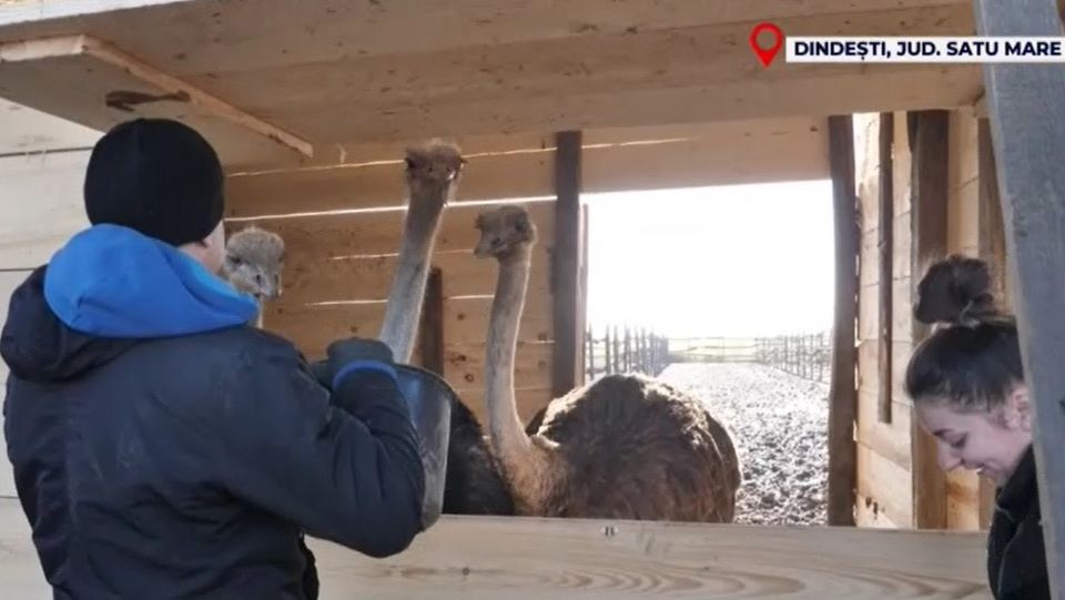 struti, ferma struti, fonduri europene, agricultura 