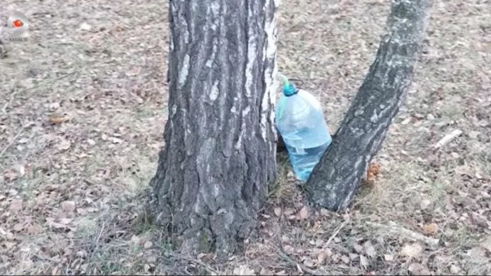 seva mesteacan, rezervatie protejata, covasna