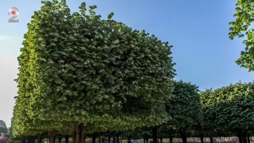 copaci dreptunghi, copaci sibiu 