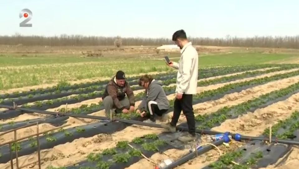 capsune, fermieri romani 