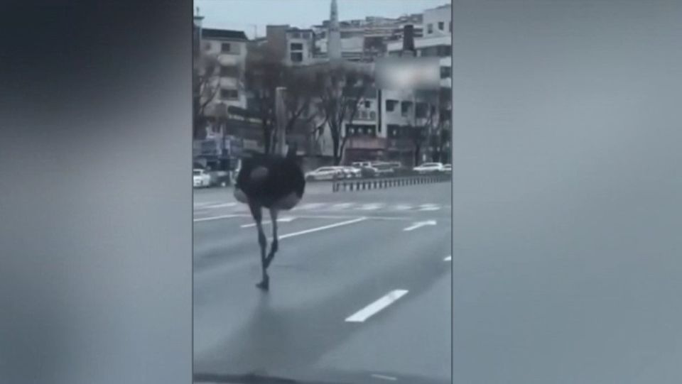 strut, gradina zoo, coreea de sud