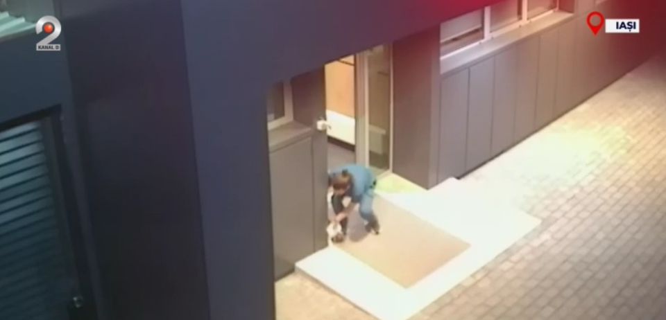 pisica, veterinar iasi, mama miti, pisoi 