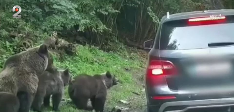 ursi, ministrul mediului, ursul brun 