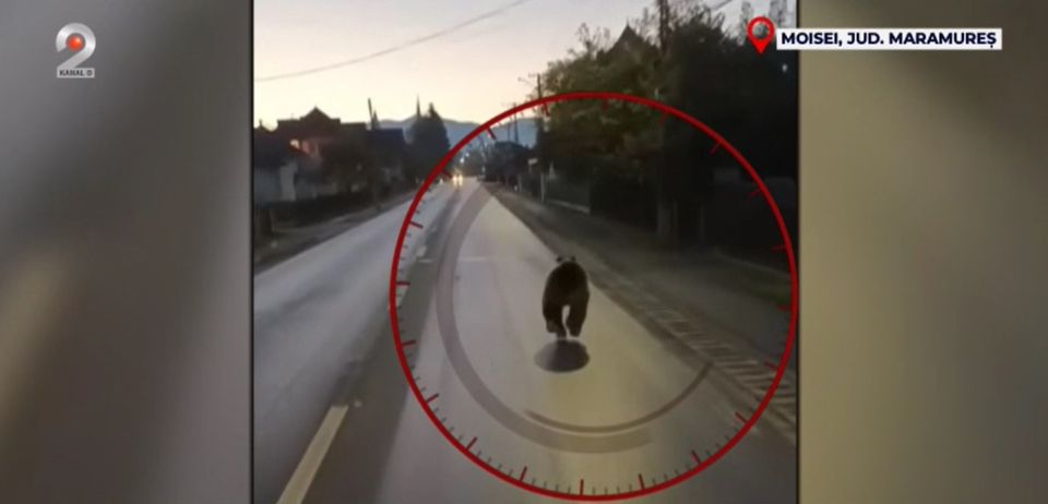 ursi, ministrul mediului, ursul brun 