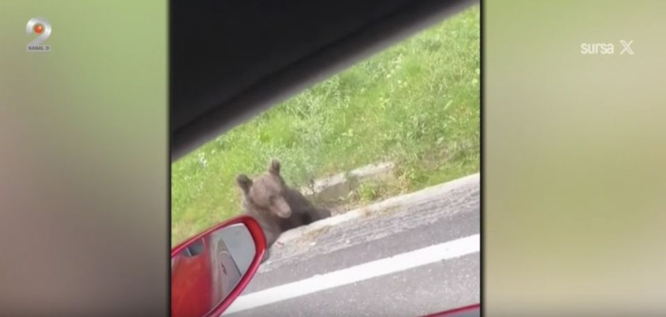  Pozele cu urșii de pe Transfăgărășan devin din ce &icirc;n ce mai periculoase