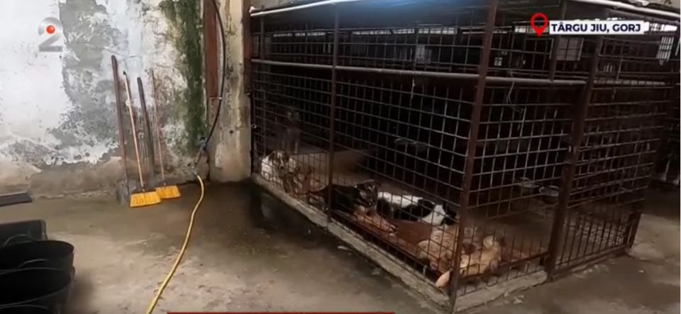 Peste 60 de c&acirc;ini au fost uciși fără milă &icirc;ntr-un adăpost din T&acirc;rgu Jiu.