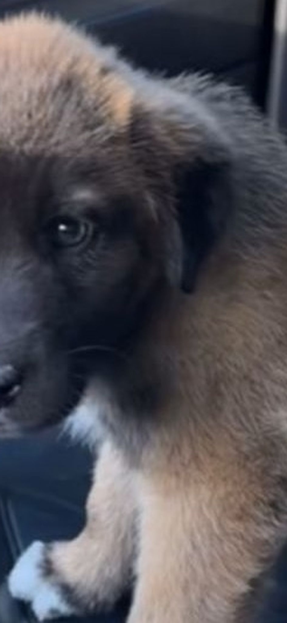 Iancu Sterp, gest emoționant pe rețele de socializare