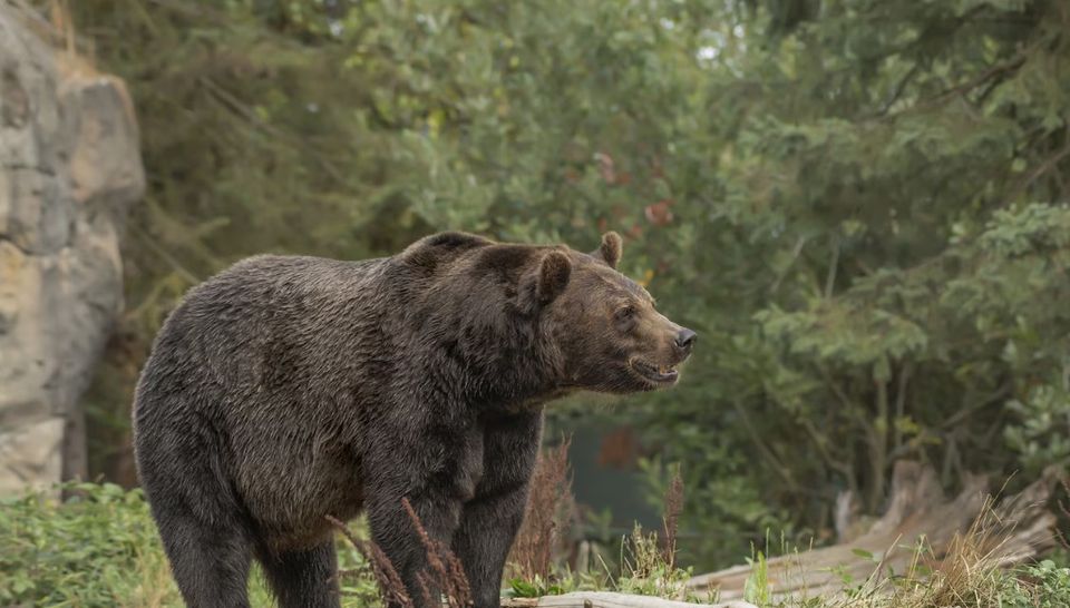Ultimele clipe din viața Andreei