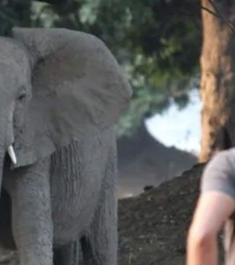 Sf&acirc;rșit tragic pentru un milionar! A fost strivit și ucis de un elefant,