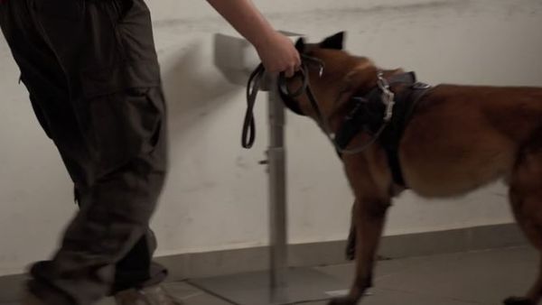 O echipă de c&acirc;ini este dresată pentru depistarea coronavirusului 