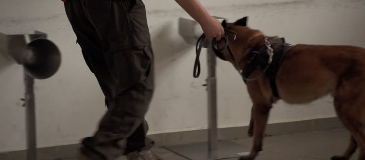 O echipă de c&acirc;ini este dresată pentru depistarea coronavirusului 