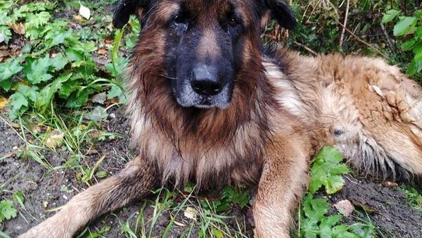 Modul miraculos în care un câine a supraviețuit deși stăpânii i-au făcut o injecție letală și l-au îngropat în pădure