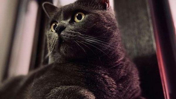 VIDEO | Momentul amuzant în care o pisică este dată afară din tren pentru că nu avea bilet