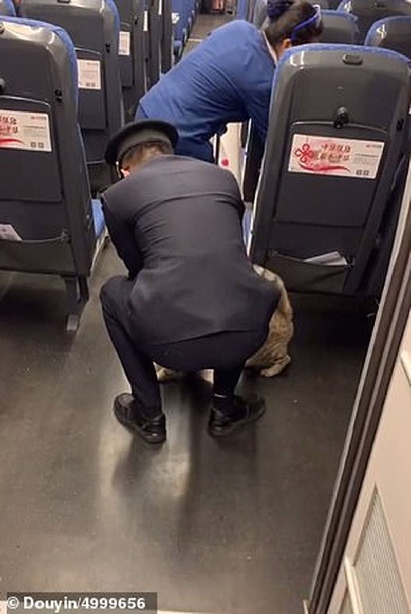 Pisică dată afară din tren