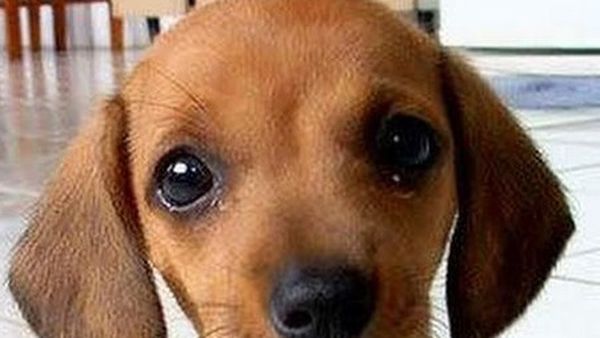 Cățelul tău cum reacționează la „dietă”? Acești patrupezi au făcut furori pe Tik Tok, după ce stăpânii le-au dat prea puțină mâncare