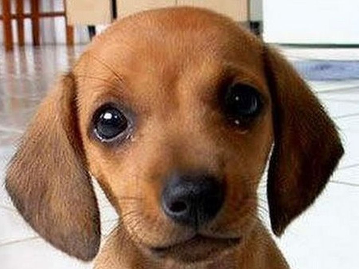 Cățelul tău cum reacționează la &bdquo;dietă&rdquo;? Acești patrupezi au făcut furori pe Tik Tok, după ce stăp&acirc;nii le-au dat prea puțină m&acirc;ncare