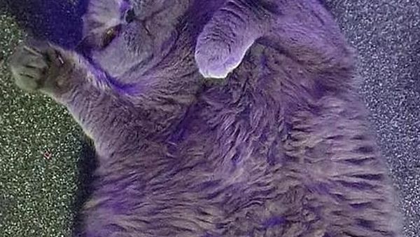 Stâpâna unei feline, apel disperat către vecini: „Nu-i mai dați mâncare”