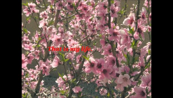 STEFAN HRUSCA - Un Copac Cu Flori