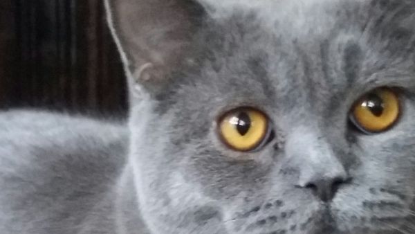 „Doamna profesoară, nu m-a lasat pisica să intru la oră!”