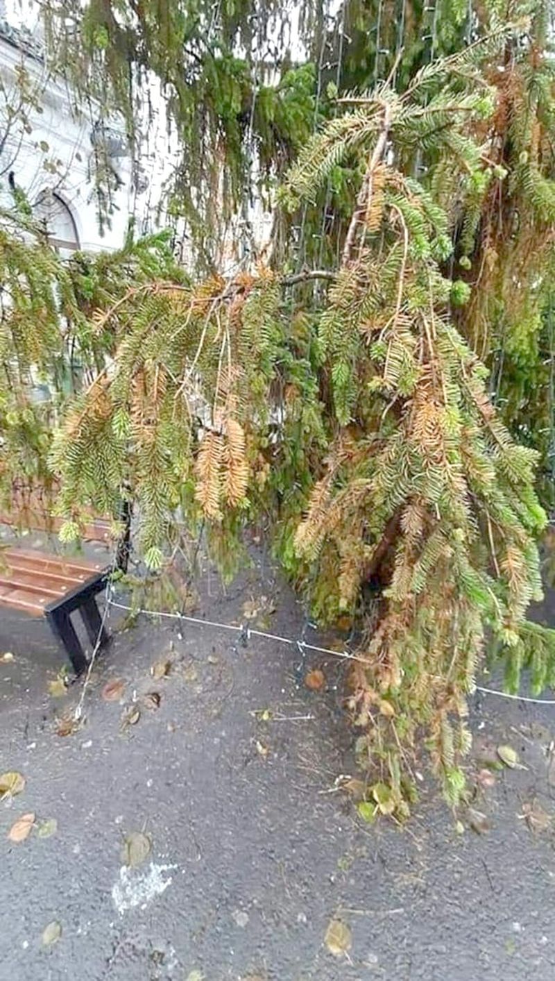 Bradul de Crăciun din Huși, reacții virale