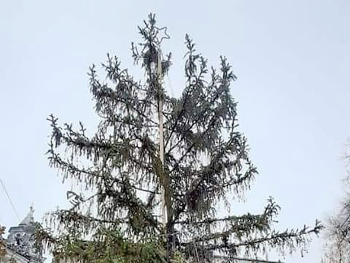 Bradul de Crăciun din Huși, reacții virale