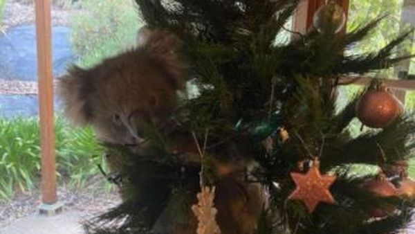Un ursuleț koala s-a rătăcit în pomul de Crăciun! Femeia care l-a găsit atârnat printre ornamente a crezut că e o jucărie