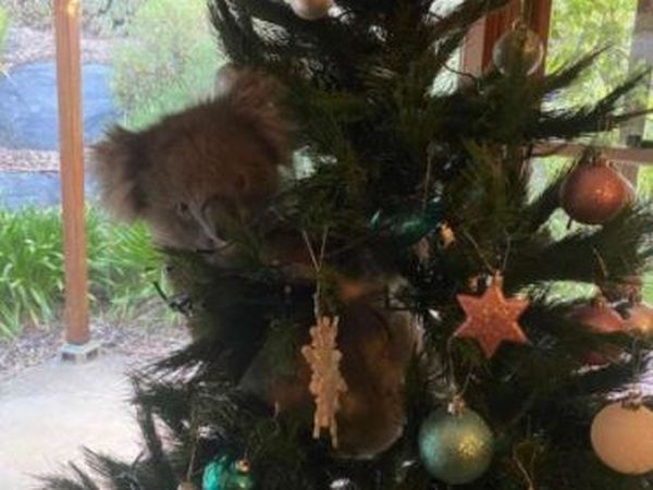 Un ursuleț koala s-a rătăcit &icirc;n pomul de Crăciun! Femeia care l-a găsit at&acirc;rnat printre ornamente a crezut că e o jucărie