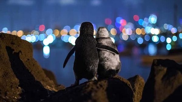 O fotografie cu doi pinguini care se țin &icirc;n brațe și privesc luminile orașului a fost desemnată &bdquo;imaginea anului&rdquo;