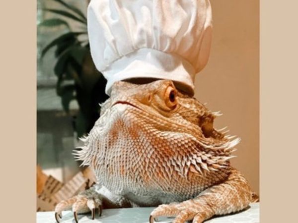Lenny, șop&acirc;rla influencer de pe Instagram care a scris o carte de bucate
