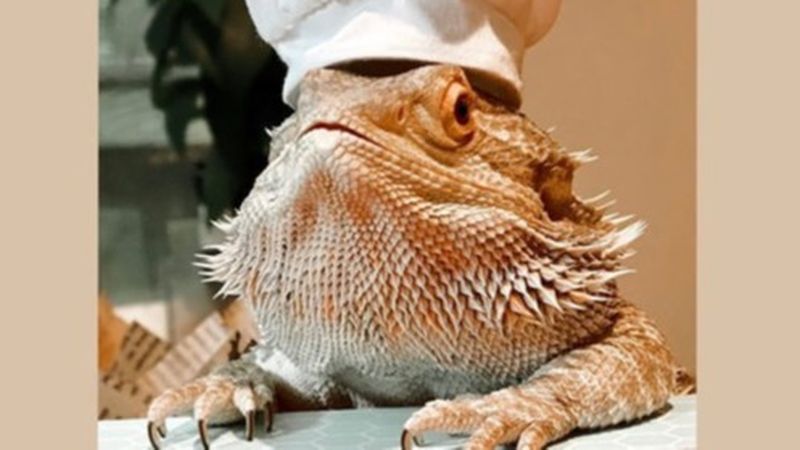 Lenny, șop&acirc;rla influencer de pe Instagram care a scris o carte de bucate